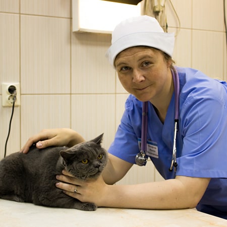 Ветеринарная клиника «Захаров и Фарафонтова» в Калининграде: 68-68-58 круглосуточно Ветеринарная клиника «Захаров и Фарафонтова» в Калининграде: 68-68-58 круглосуточно