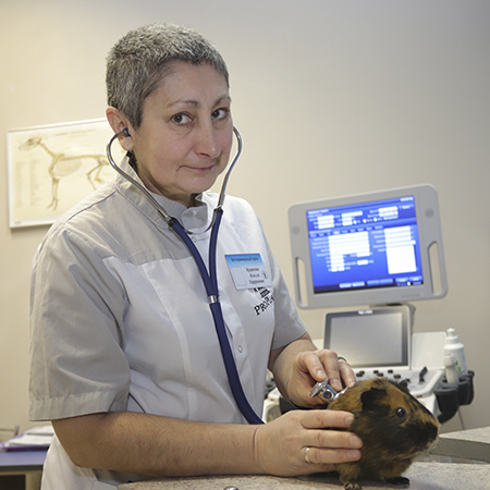 Ветеринарная клиника «Захаров и Фарафонтова» в Калининграде: 68-68-58 круглосуточно Ветеринарная клиника «Захаров и Фарафонтова» в Калининграде: 68-68-58 круглосуточно