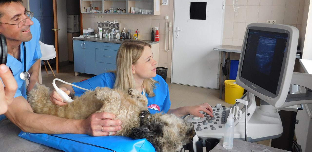 Ветеринарная клиника «Захаров и Фарафонтова» в Калининграде: 68-68-58 круглосуточно