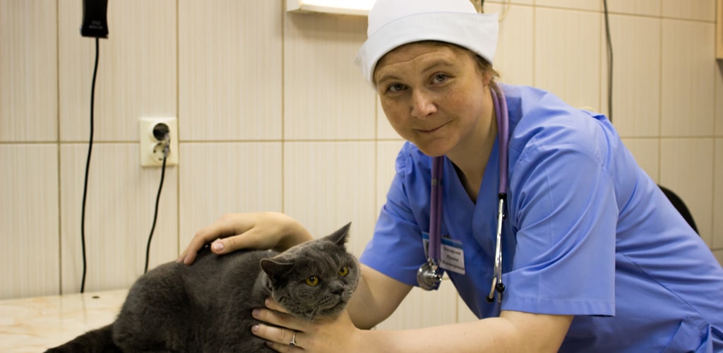 Ветеринарная клиника «Захаров и Фарафонтова» в Калининграде: 68-68-58 круглосуточно